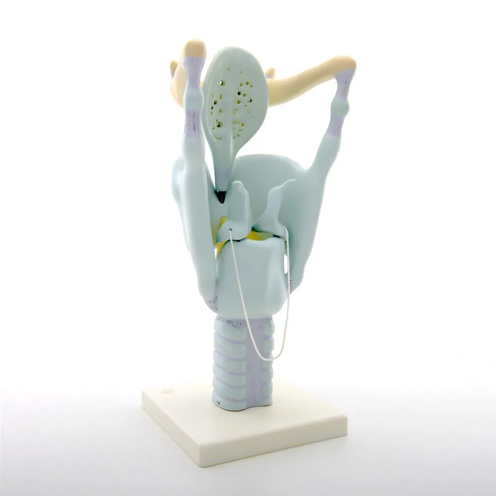 Functional Larynx Model, 3x full-size