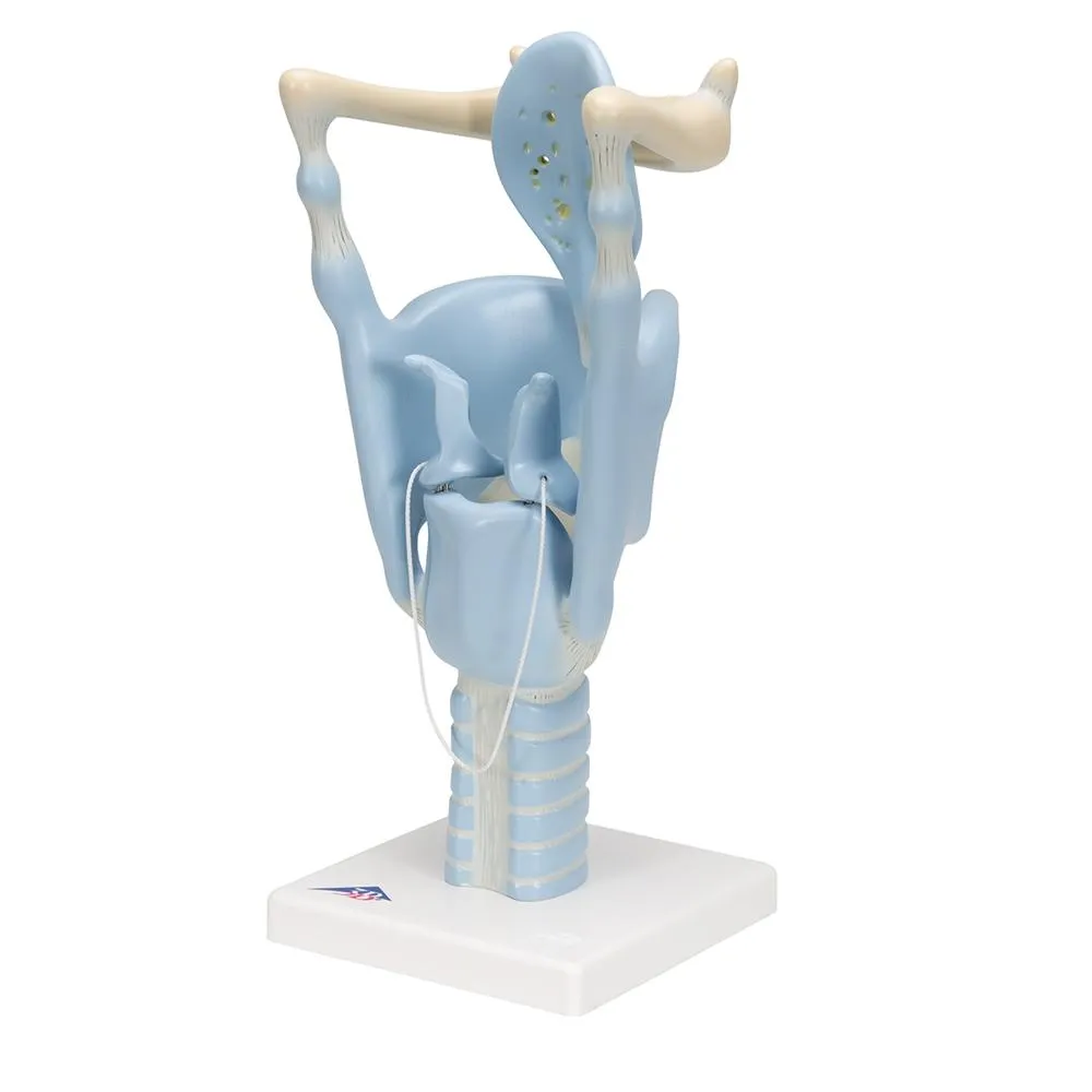 Functional Larynx Model, 3x full-size