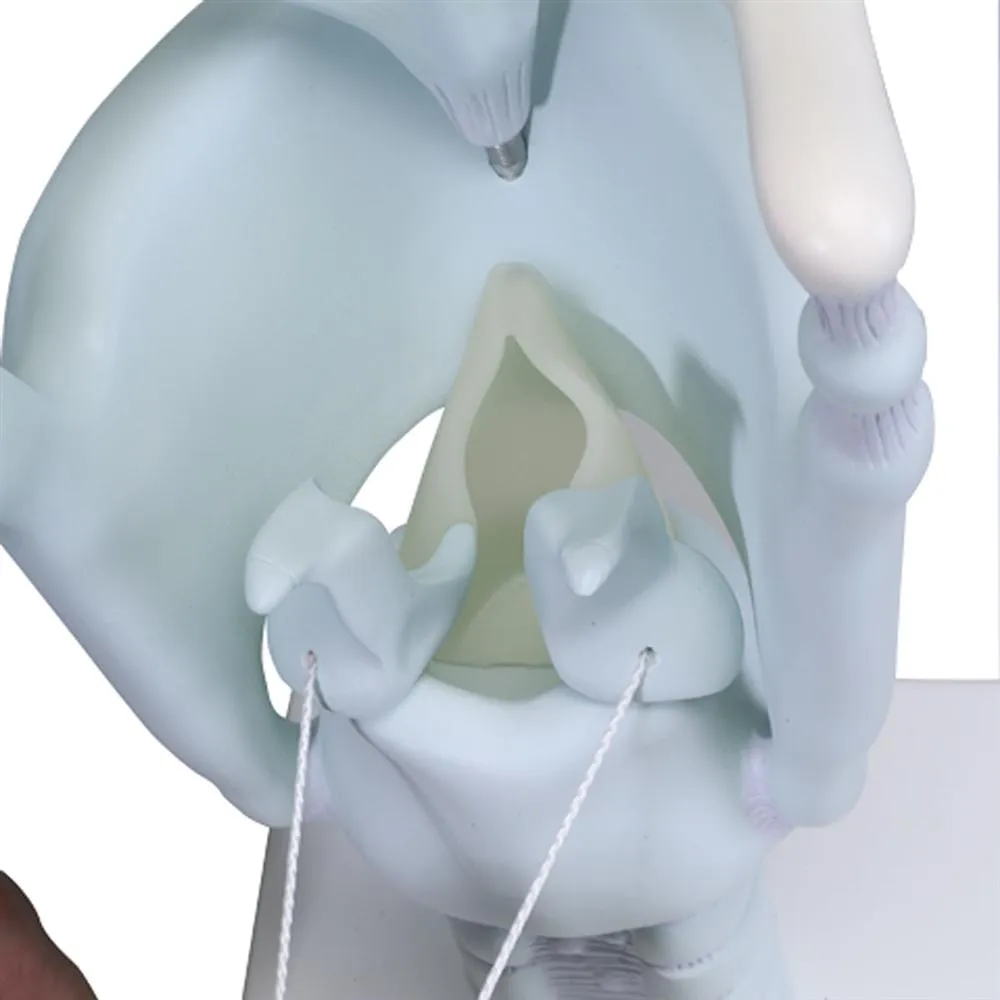 Functional Larynx Model, 3x full-size