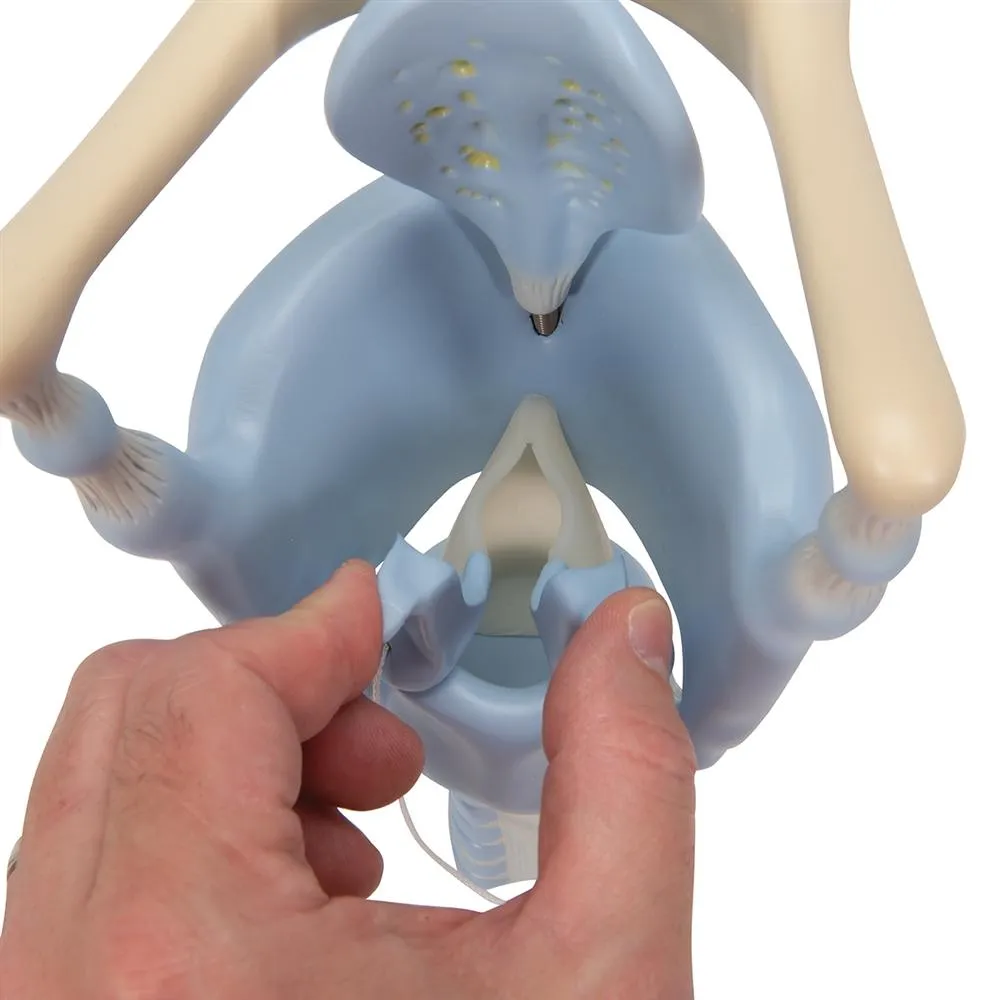 Functional Larynx Model, 3x full-size