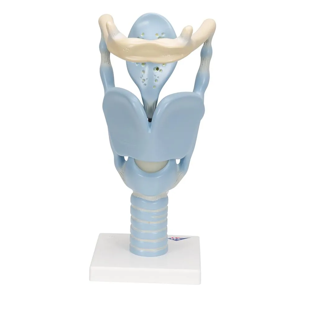Functional Larynx Model, 3x full-size