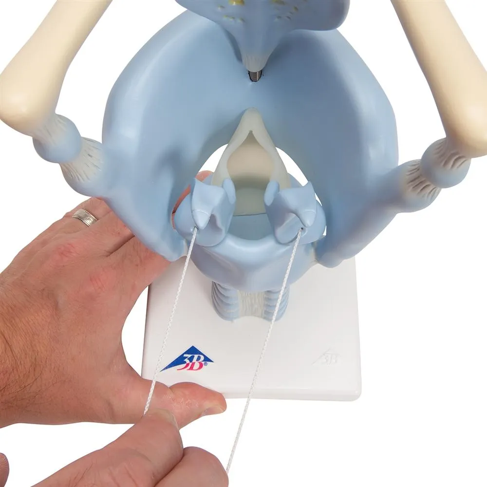 Functional Larynx Model, 3x full-size