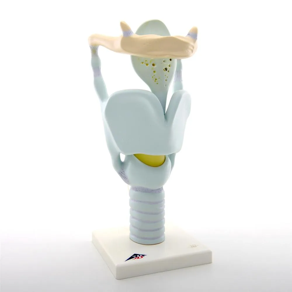 Functional Larynx Model, 3x full-size