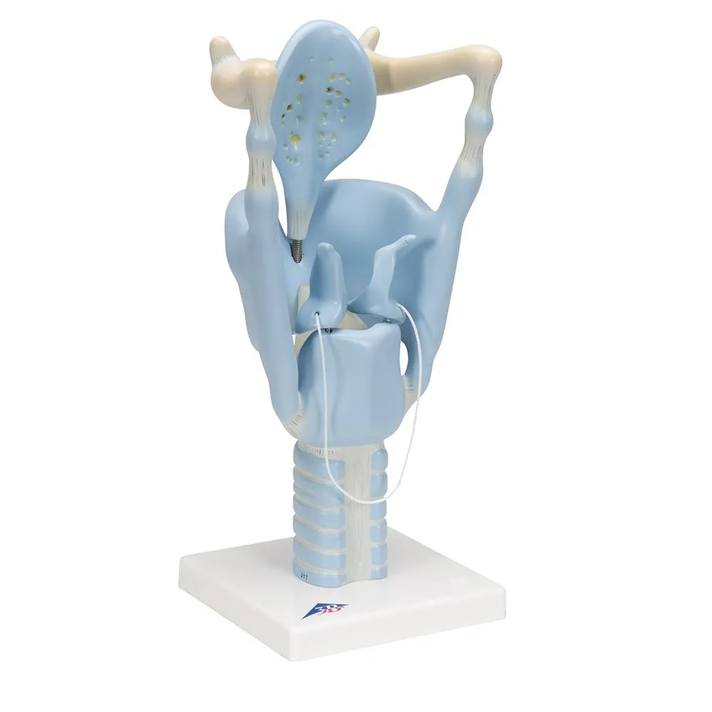 Functional Larynx Model, 3x full-size