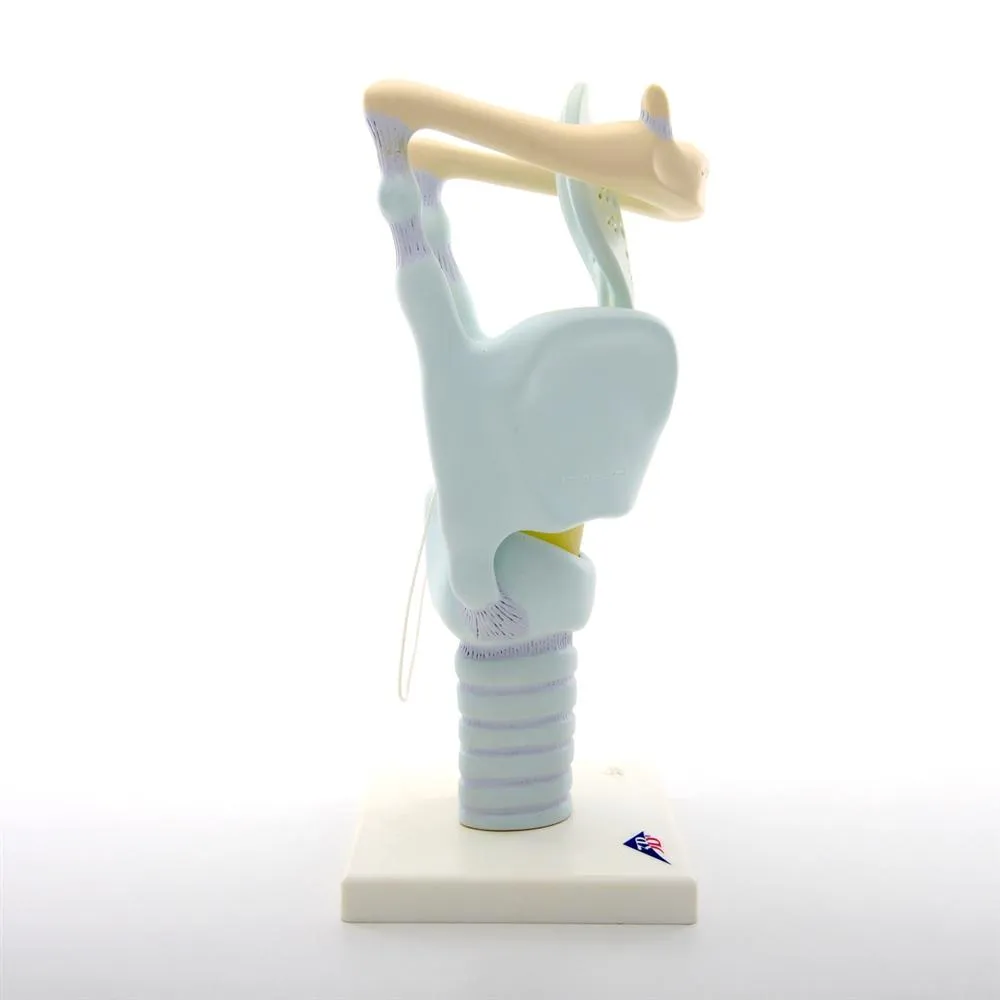 Functional Larynx Model, 3x full-size