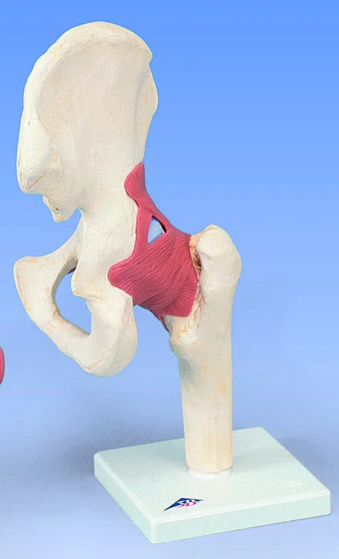 SJ800  Advanced Functional Joint Collection