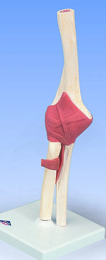 SJ800  Advanced Functional Joint Collection