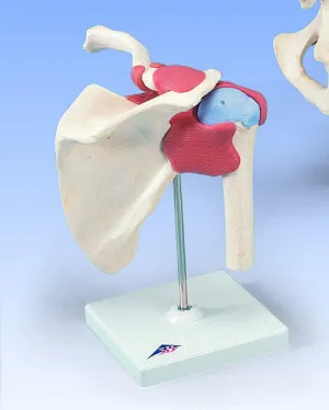 SJ800  Advanced Functional Joint Collection