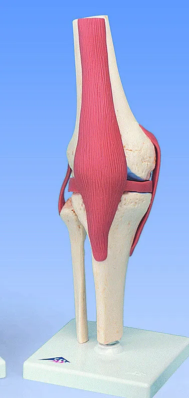 SJ800  Advanced Functional Joint Collection
