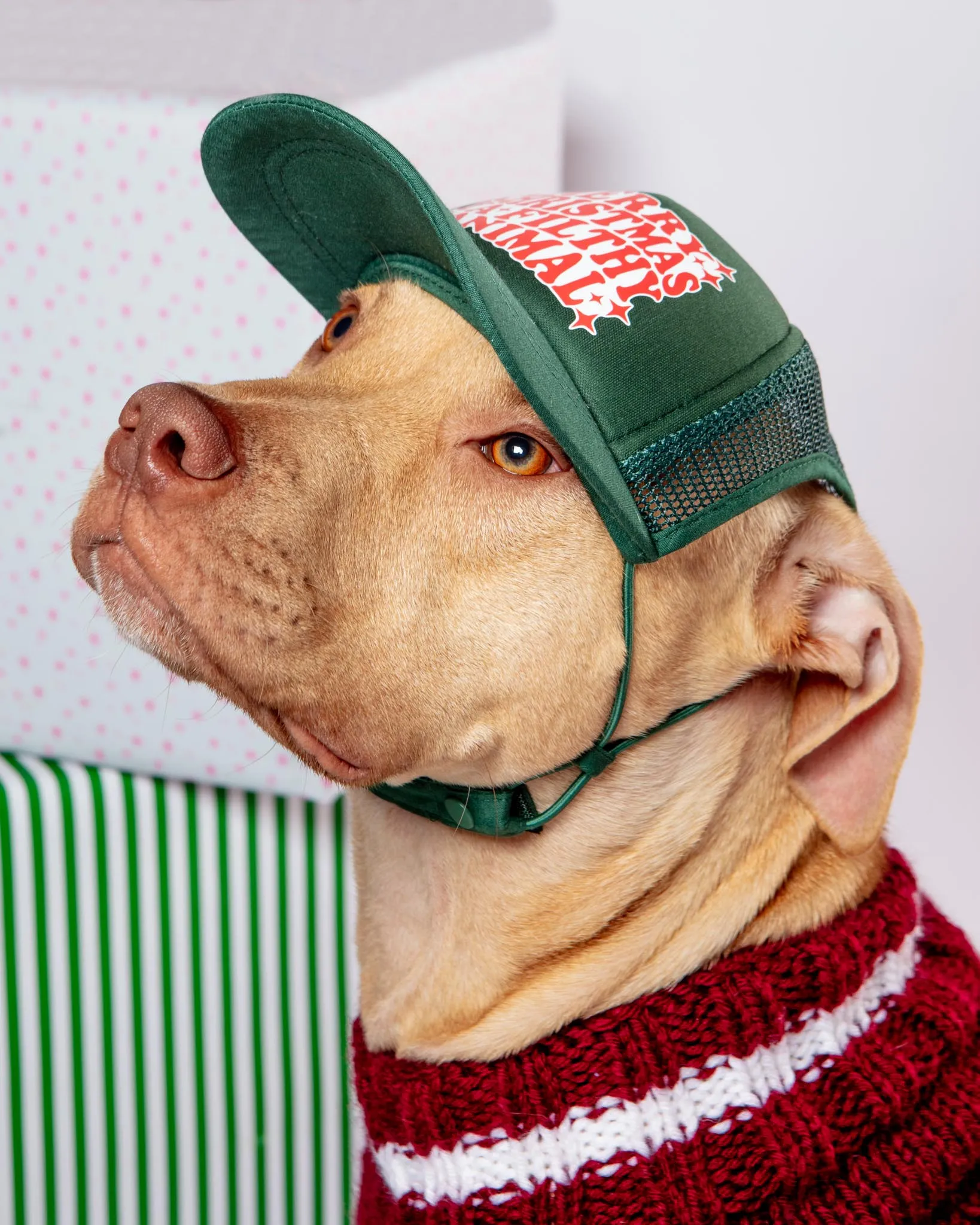 Ya Filthy Animal Holiday Pet Trucker Hat (DOG & CO. EXCLUSIVE)